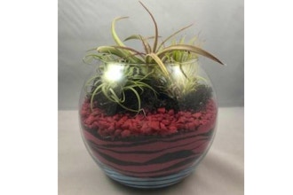 Plant Nite: Red/Black Sand Art With Air Plants